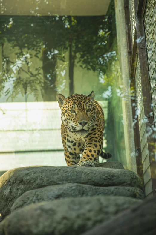 a leopard walking through a glass enclosure at a zoo, unsplash, sumatraism, multiple stories, looking at you, peruvian looking, running towards camera