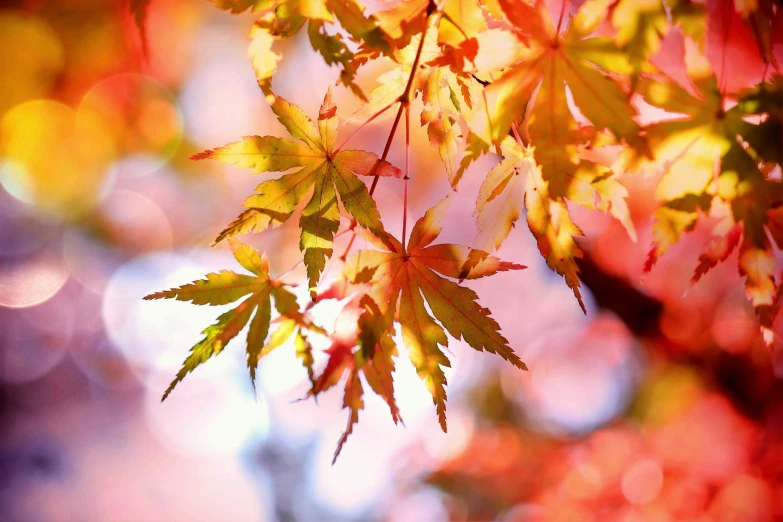 a close up of leaves on a tree, pexels, japanese maples, thumbnail, pink and yellow, bokeh )