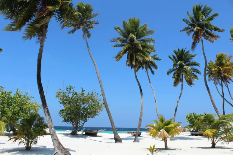 a group of palm trees sitting on top of a sandy beach, hurufiyya, multiple stories, white beaches, exterior shot