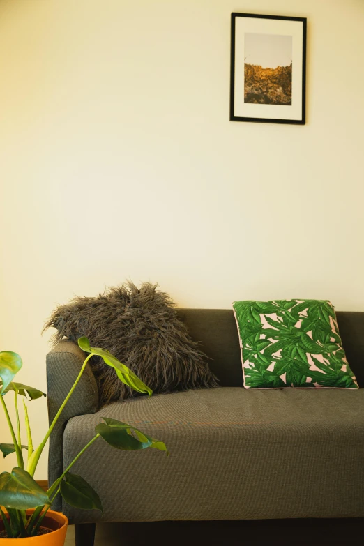 a living room with a couch and a potted plant, medium head to shoulder shot, tropical vibe, cushions, zoomed in