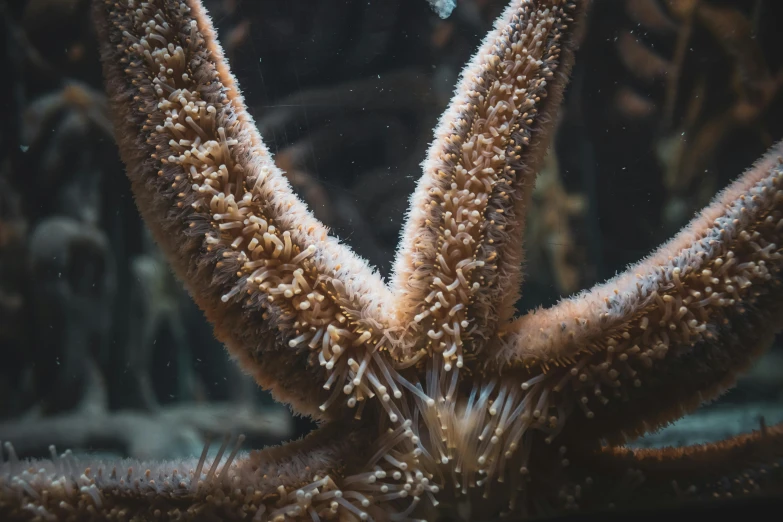 a close up of a starfish in a tank, a macro photograph, by Adam Marczyński, pexels contest winner, hurufiyya, huge spines, brown, underwater plants, 🦩🪐🐞👩🏻🦳