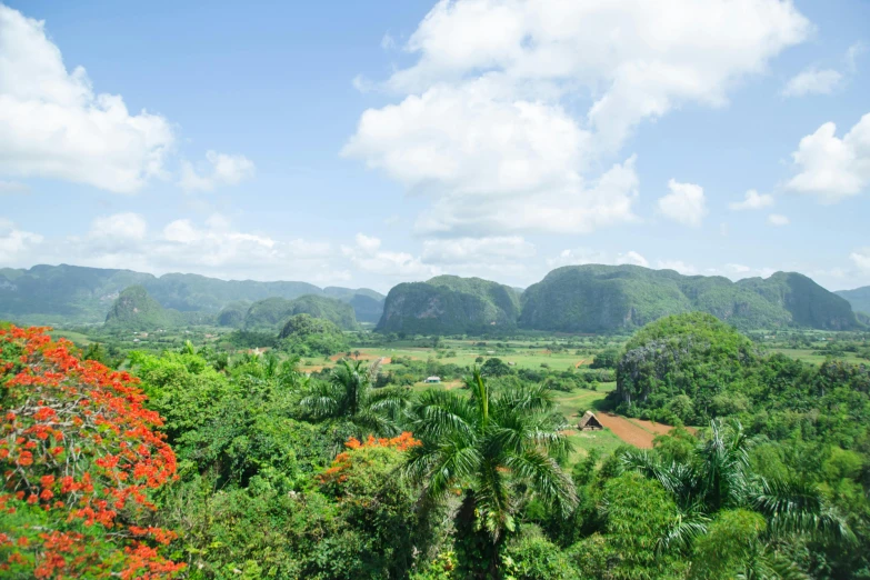 a lush green forest filled with lots of trees, by Daniel Lieske, pexels contest winner, hurufiyya, cuba, overlooking a valley, panoramic, lush garden surroundings