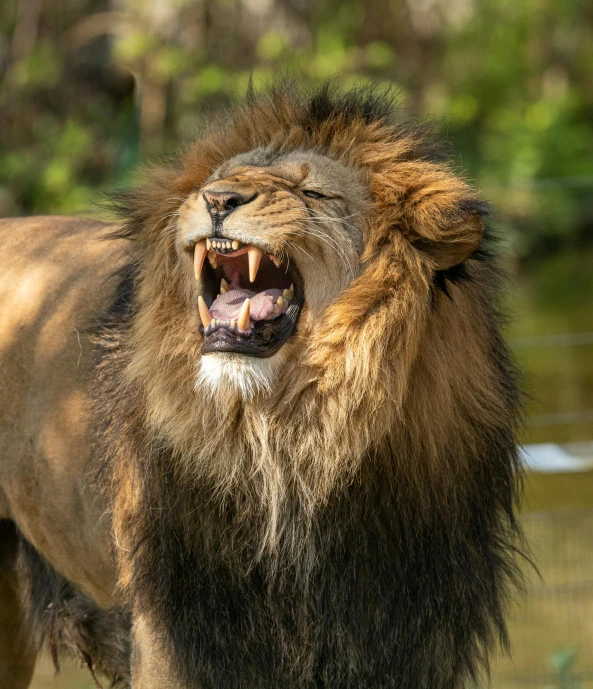 a lion standing on top of a lush green field, drooling teeth bared, shouting, an afghan male type, 2019 trending photo