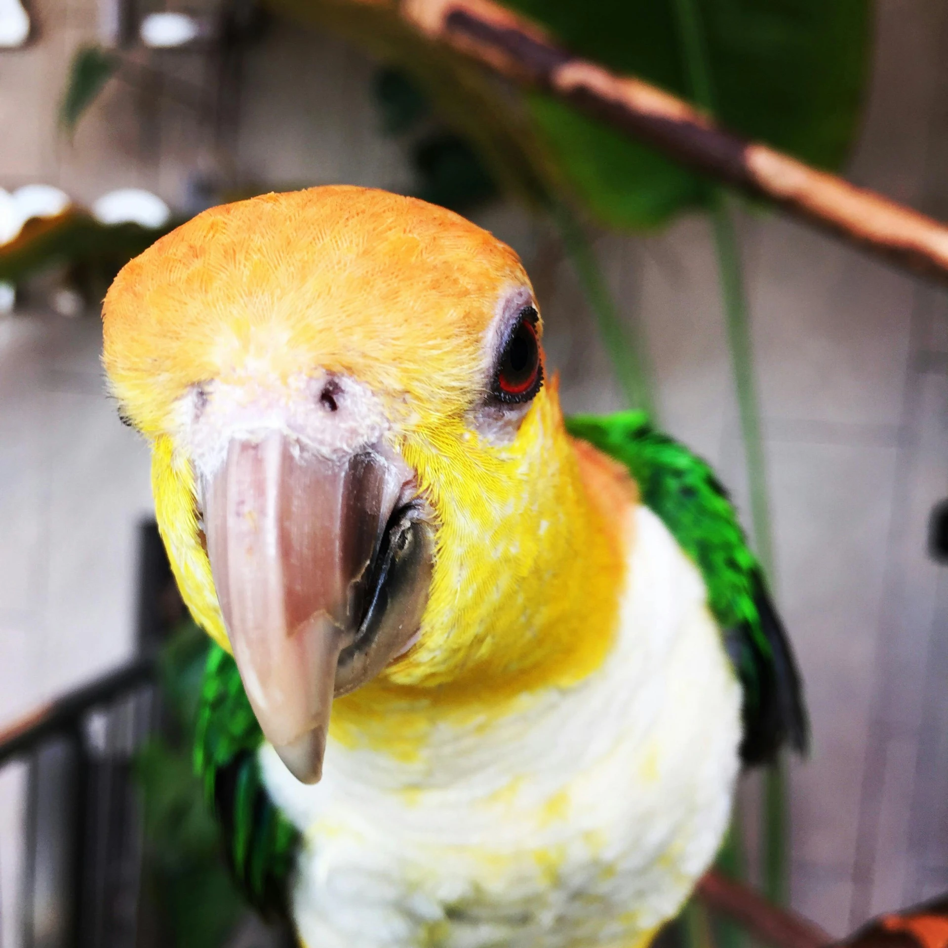 a yellow and green bird sitting on a branch, a portrait, trending on pexels, humanoid feathered head, bird\'s eye view, orange head, parrot