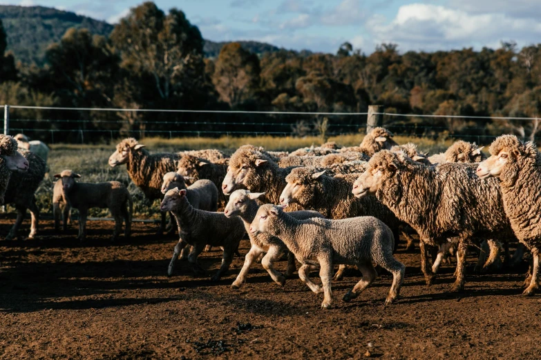 a herd of sheep walking across a dirt field, unsplash, baroque, “ iron bark, outside in a farm, thumbnail, eating