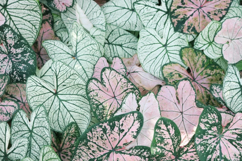 a close up of a bunch of green and pink leaves, a photo, illustration”, flattened, pink white turquoise, many interstellar plants