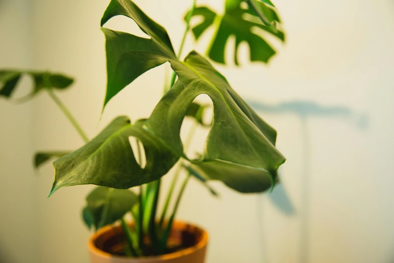 a close up of a potted plant on a table, trending on pexels, art nouveau, monstera deliciosa, slight haze, short spout, angled shot