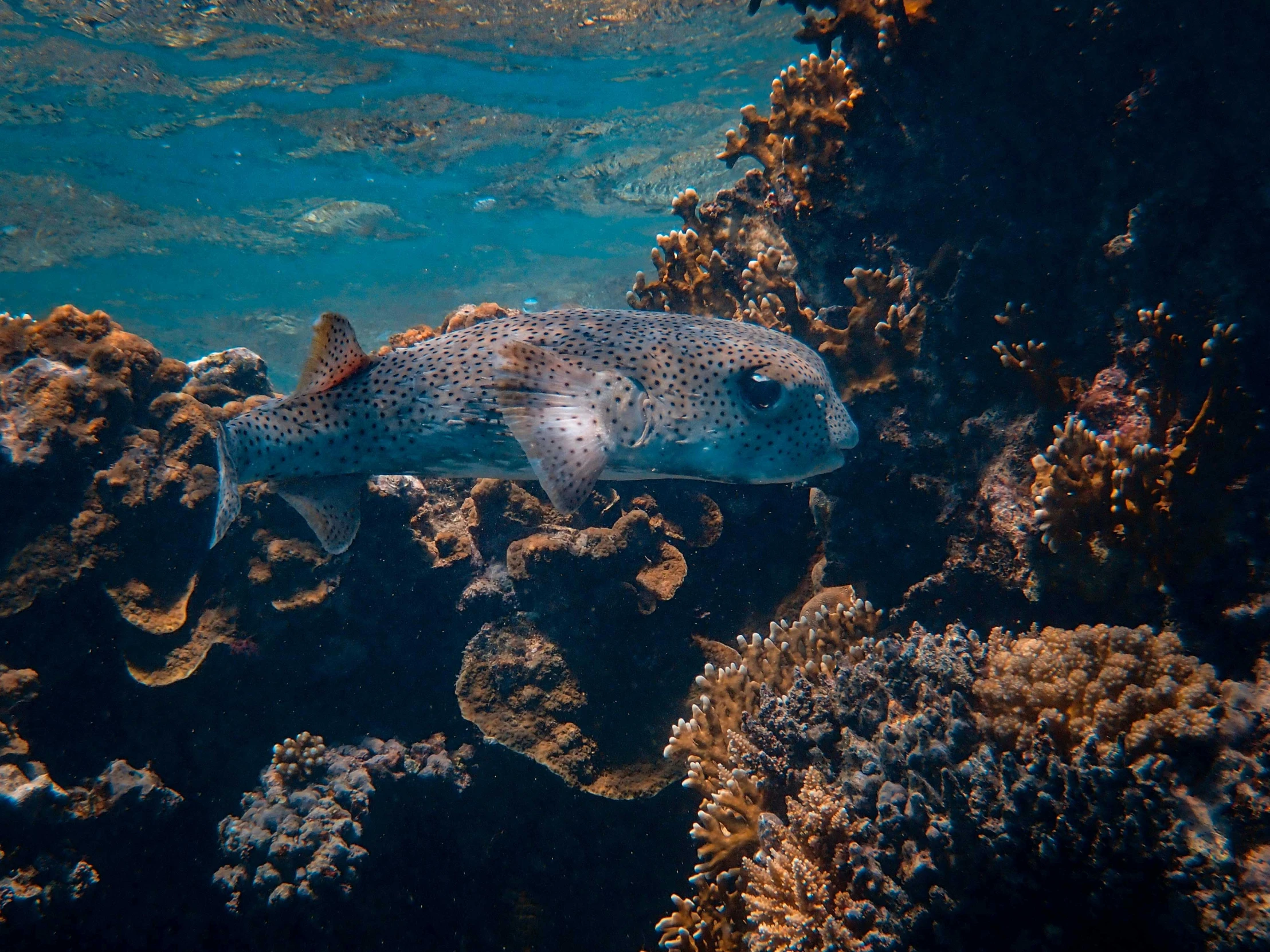 a fish that is swimming in some water, covered in coral, on the ocean