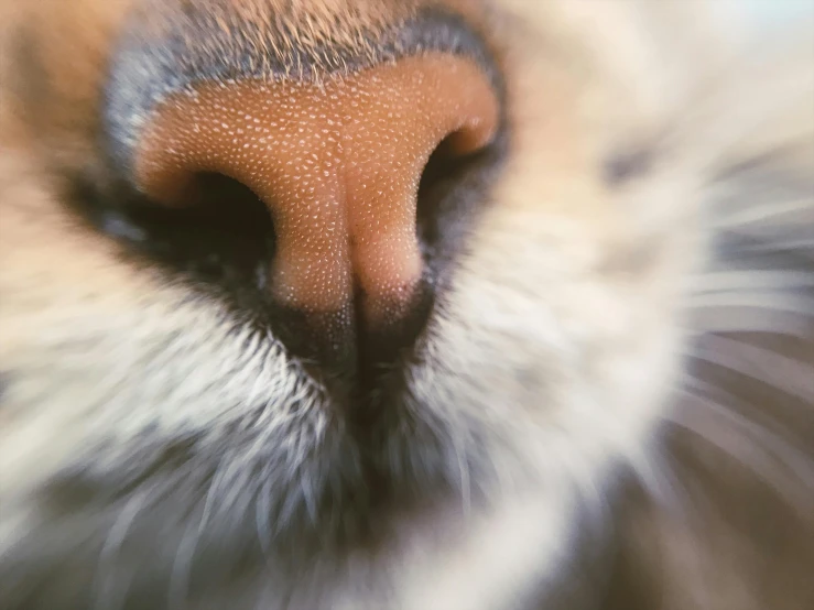 a close up of a cat's nose and nose, pexels contest winner, an owl, kisses are wordless spells, smooth in 8k, square nose