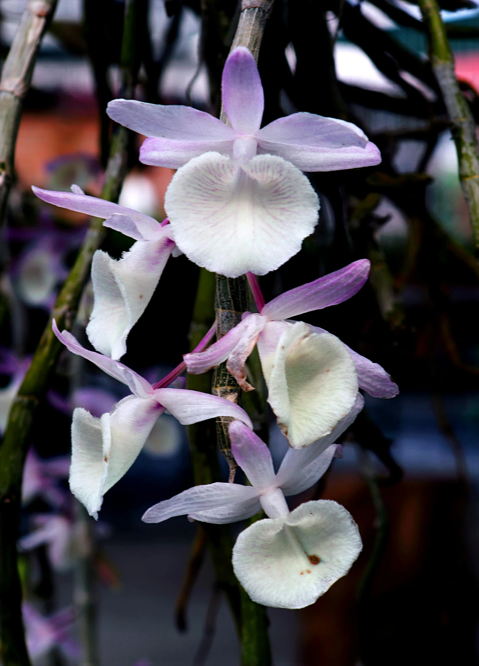 a close up of a bunch of flowers on a tree, moth orchids, slide show, white and purple, indonesia