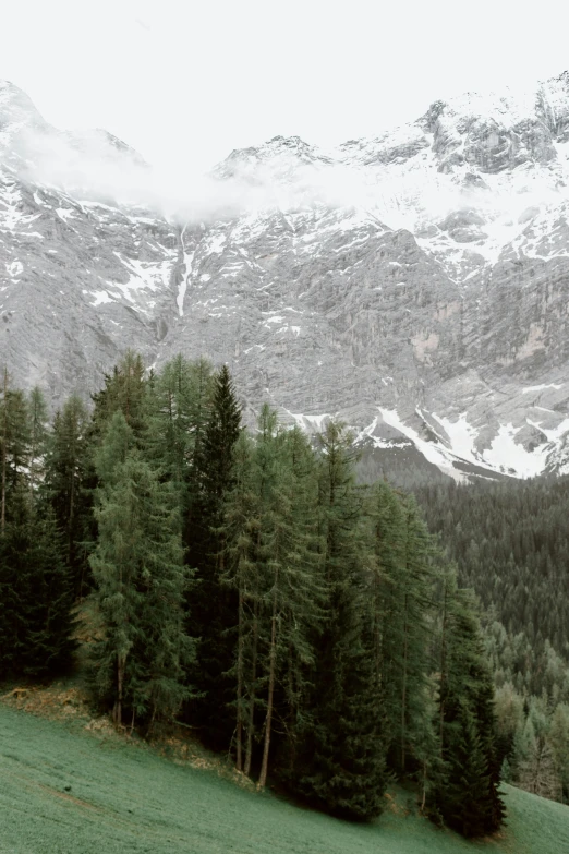 a herd of cattle grazing on a lush green hillside, a picture, inspired by Peter Zumthor, pexels contest winner, snowy forest, dolomites, sparse pine trees, panoramic view