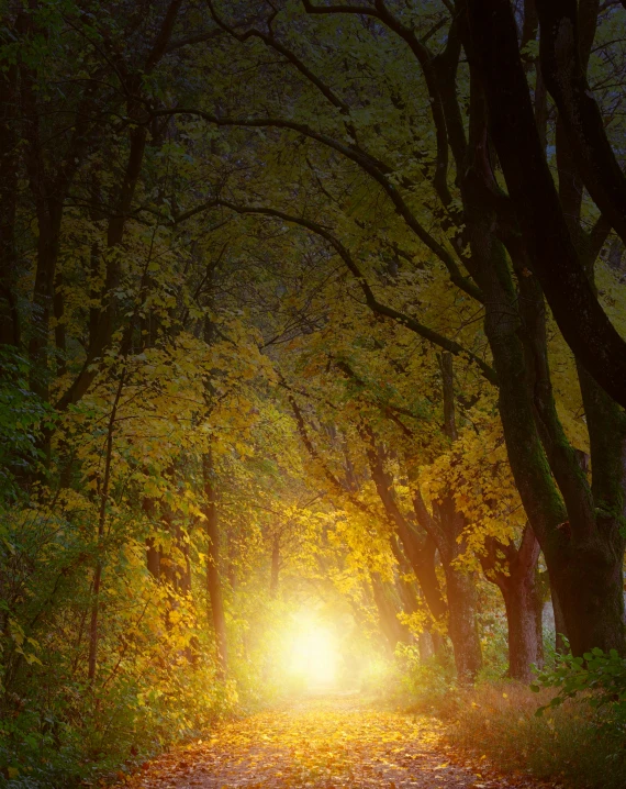 a light at the end of a path surrounded by trees, pexels contest winner, romanticism, golden glow, fairy atmosphere, opening scene, cinematic still