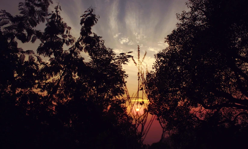 the sun is setting behind some trees, a picture, pexels contest winner, humid evening, analog photo, instagram picture, intricate image