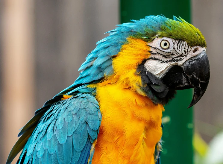 a colorful parrot sitting on top of a green pole, a portrait, pexels contest winner, cinematic blue and gold, 🦩🪐🐞👩🏻🦳, colourful 4 k hd, rounded beak