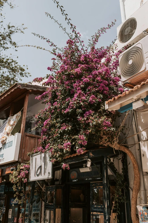 an air conditioner sitting on the side of a building, a picture, trending on unsplash, arabesque, flower shop scene, turkey, floral jungle treehouse, tel aviv street