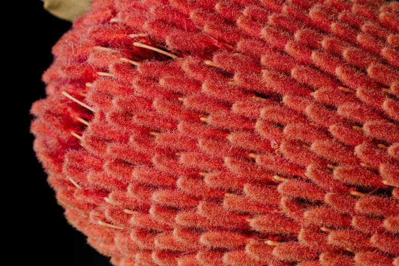 a close up of a red flower on a black background, a macro photograph, by Robert Brackman, hurufiyya, sponge, wool, cone, corduroy