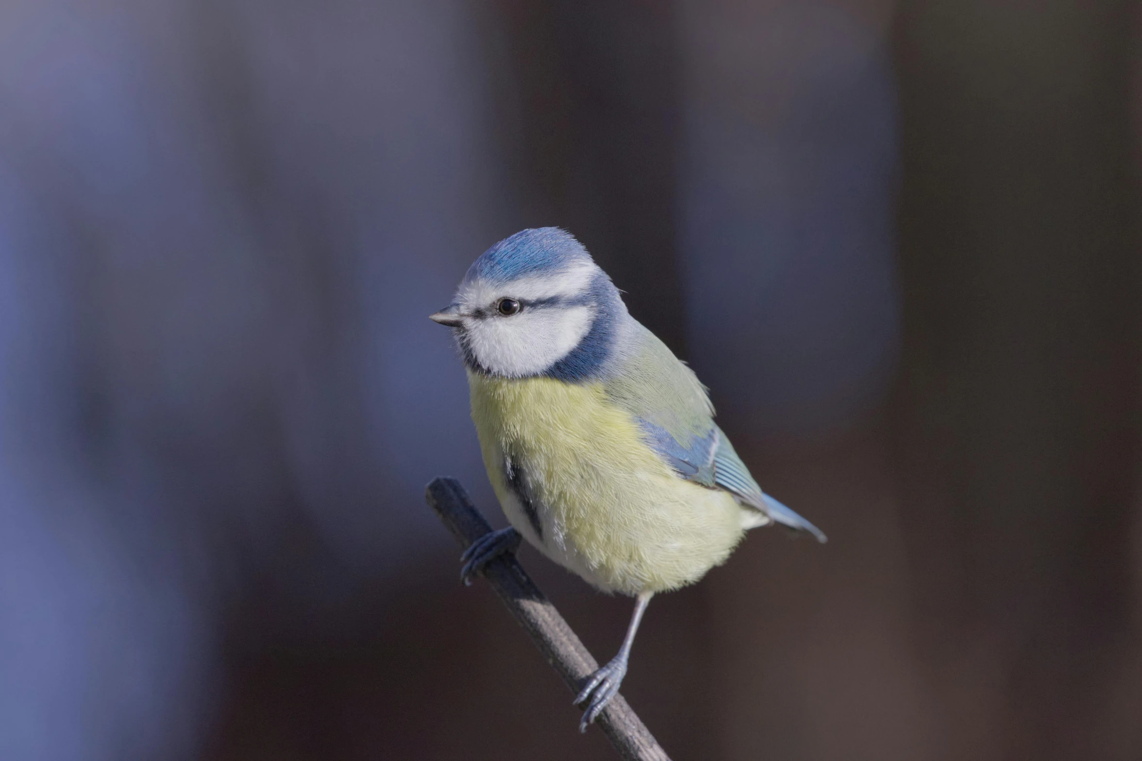 a small blue and yellow bird perched on a branch, cold colours, shot with sony alpha 1 camera, high-quality photo, 2000s photo