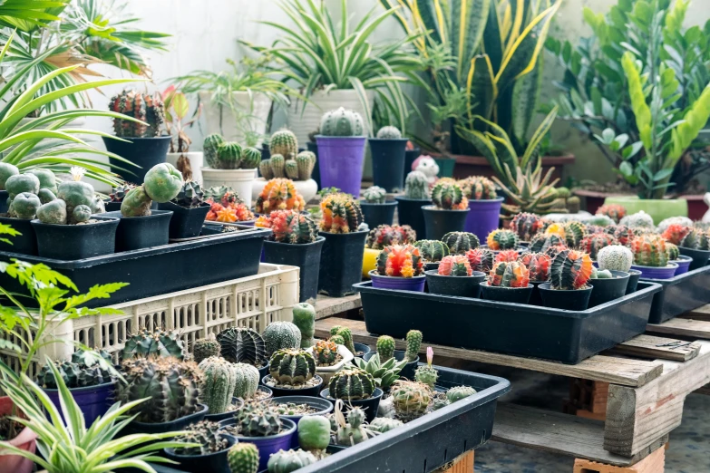 a table filled with lots of different types of cacti, urban jungle, fan favorite, exterior shot, bangkuart