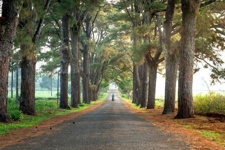 a road lined with lots of trees next to a field, riding a motorbike down a street, long hall way, big tree, conde nast traveler photo