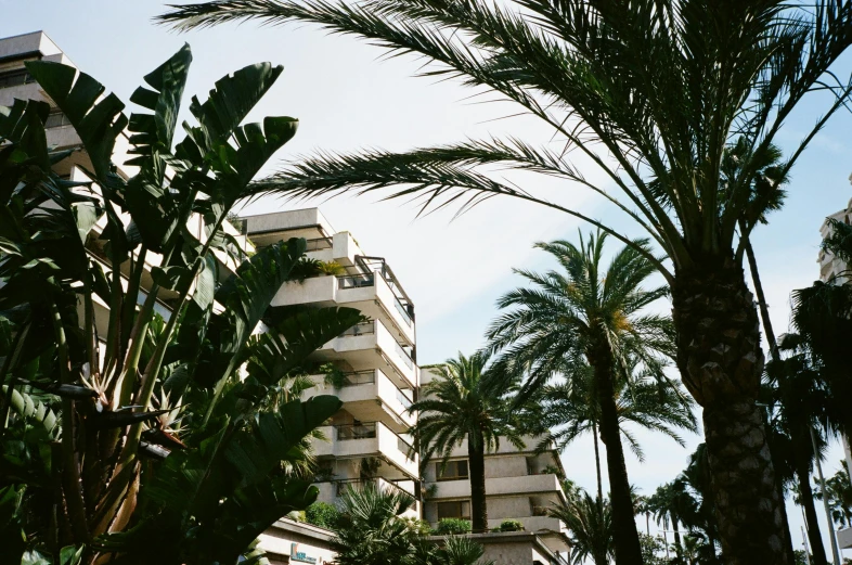 a tall building surrounded by palm trees on a sunny day, by Nathalie Rattner, unsplash, brutalism, marbella landscape, an overgrown, hotel room, in the middle of the city