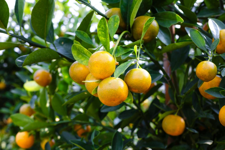 a bunch of oranges hanging from a tree, profile image