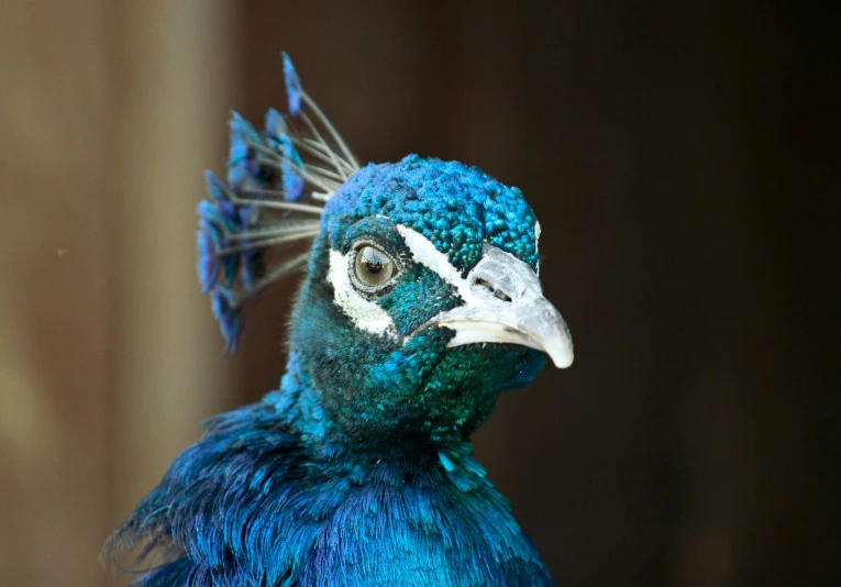 a close up of a blue bird with feathers, pexels contest winner, hurufiyya, beautiful animal pearl queen, 🦩🪐🐞👩🏻🦳, an afghan male type, portrait of a small