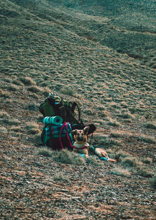 a dog that is laying down in the grass, by Jessie Algie, pexels contest winner, carrying survival gear, desert, teal color graded, two dogs