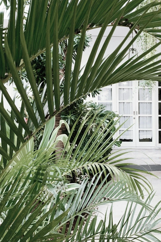 a couple of palm trees in front of a building, lush chic garden, french door window, jakarta, patio