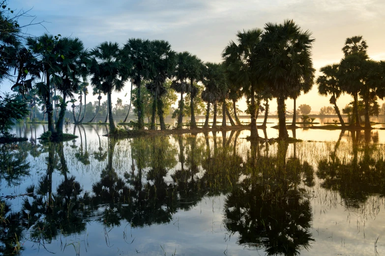 a large body of water surrounded by trees, inspired by Steve McCurry, unsplash, hurufiyya, coconut palms, subsiding floodwaters, evening sun, cambodia