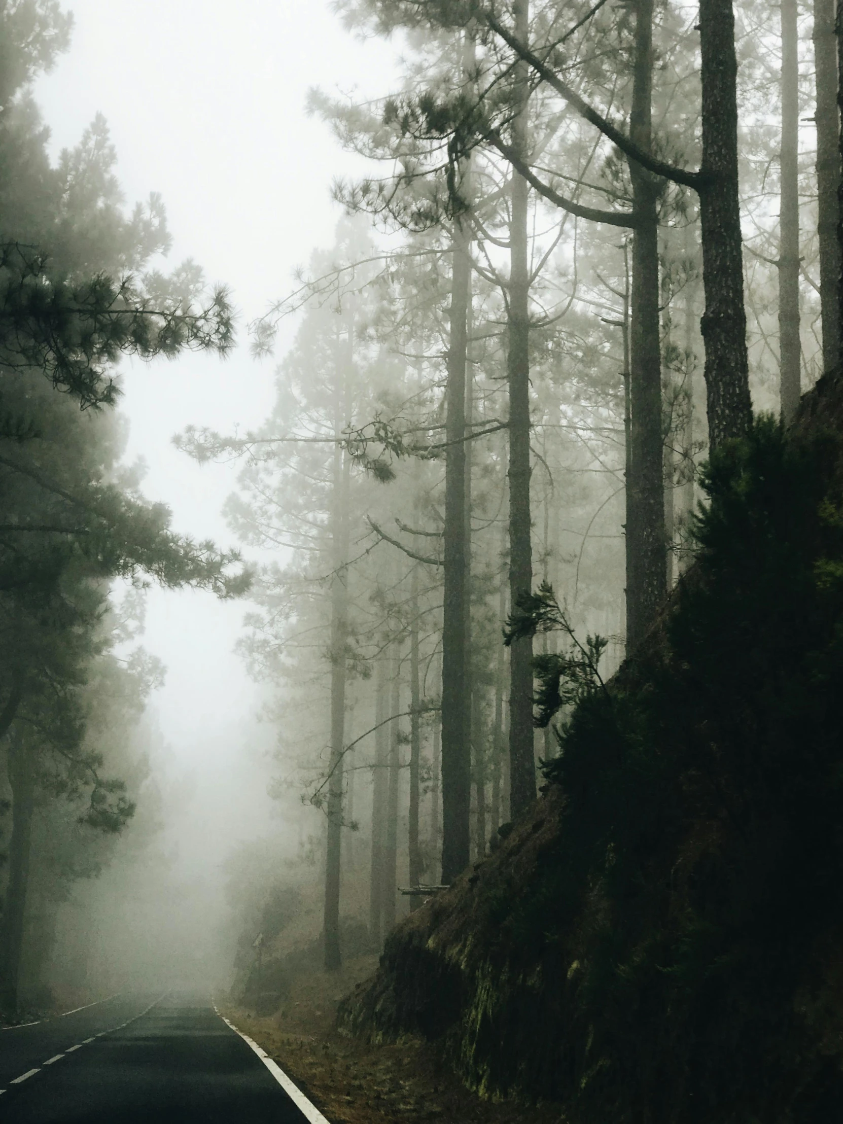 a road in the middle of a forest on a foggy day, by Alejandro Obregón, pexels contest winner, romanticism, scary pines, arrendajo in avila pinewood, ((forest))