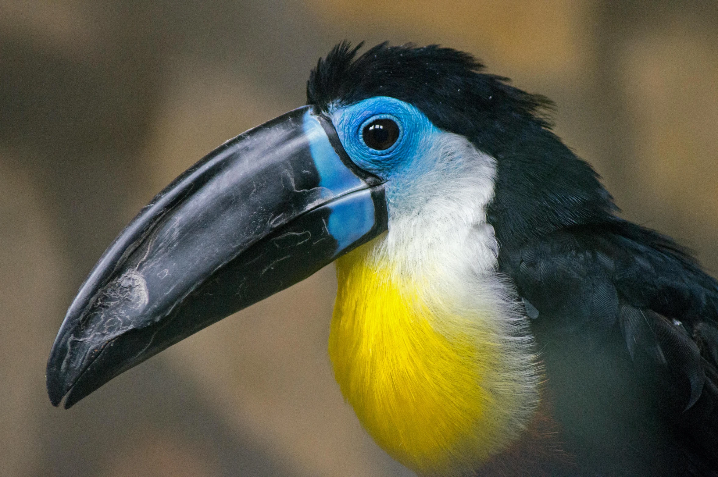 a close up of a colorful bird with a black beak, inspired by Melchior d'Hondecoeter, pexels contest winner, sumatraism, large noses, 🦩🪐🐞👩🏻🦳, giant raindorps, beautiful black blue yellow