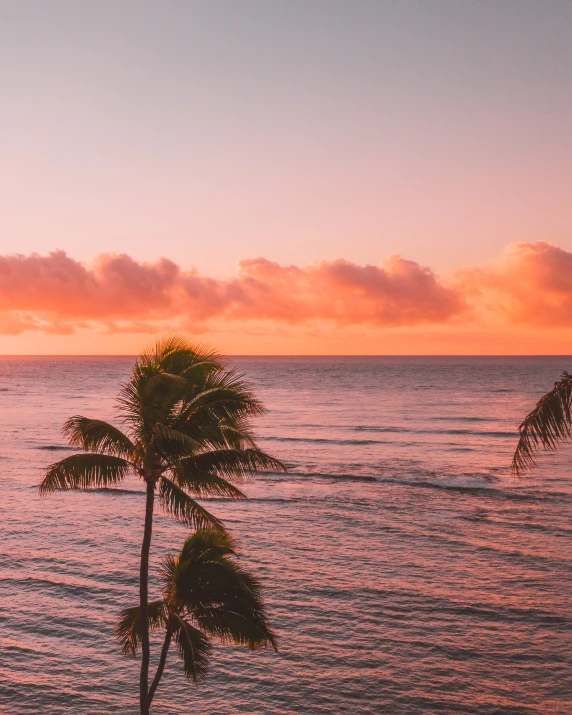 a couple of palm trees sitting on top of a beach, during a sunset, profile image