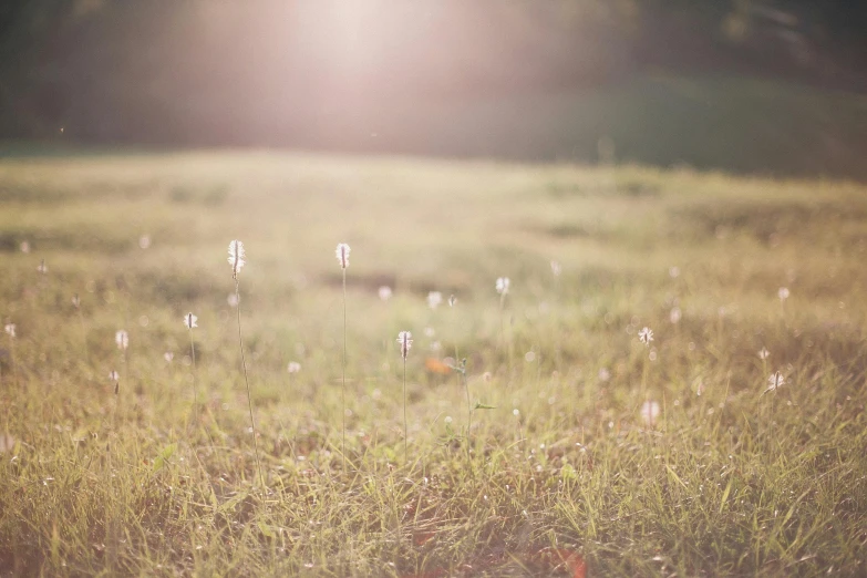 the sun shines brightly on a field of grass, inspired by Elsa Bleda, unsplash, soft light - n 9, fairy circles, dreamy hazy, lawn