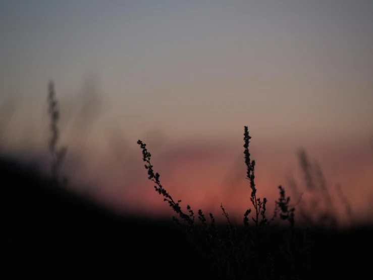 a close up of a plant with a sunset in the background, by Alexis Grimou, pink grass, dark and muted colors, silhouette :7, landscape photography