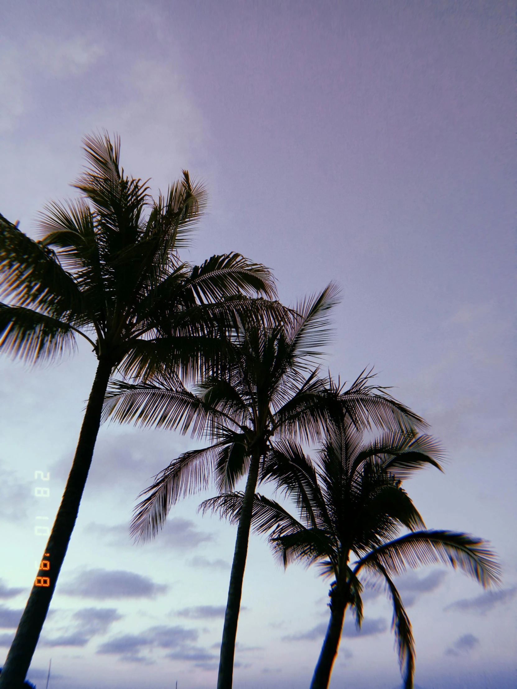 a couple of palm trees sitting on top of a beach, unsplash, aestheticism, ☁🌪🌙👩🏾, lomography photo, violet sky, hawaii