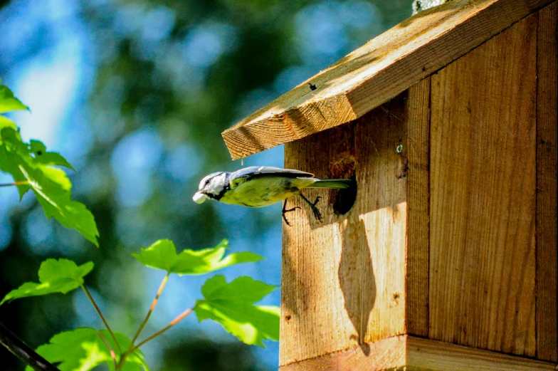 a bird sitting on top of a wooden birdhouse, by Paul Bird, pexels contest winner, happening, eating outside, blue and yellow fauna, homes and gardens, slide show