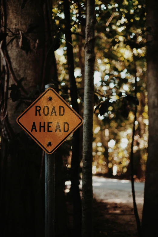 a road ahead sign hanging from the side of a tree, unsplash, happening, profile image, construction, off - road, dark road