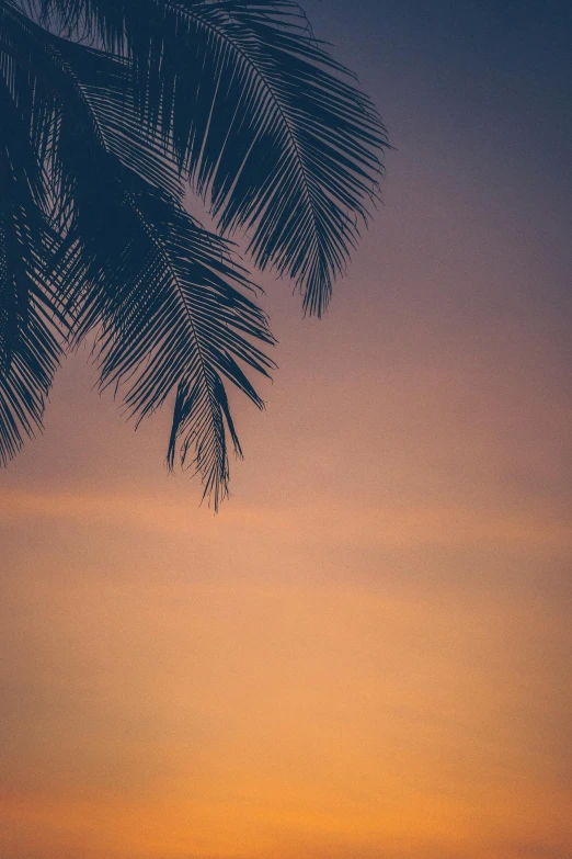 a sunset over a body of water with a palm tree in the foreground, inspired by Elsa Bleda, unsplash, romanticism, sri lanka, 8k resolution”, multiple stories, grey