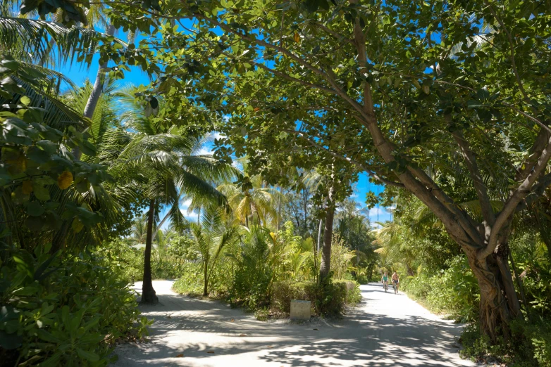 a dirt road surrounded by trees on a sunny day, a portrait, visual art, maldives in background, avatar image, beachfront, exterior botanical garden