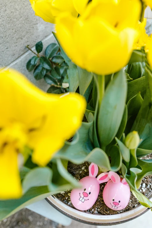 a close up of a potted plant with yellow flowers, tulips, pink flowers, drooping rabbity ears, a high angle shot