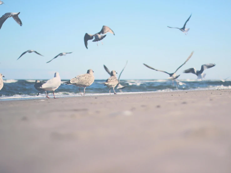 a flock of birds standing on top of a sandy beach, pexels contest winner, figuration libre, debris flying around, seagull, photographic print, beach setting medium shot