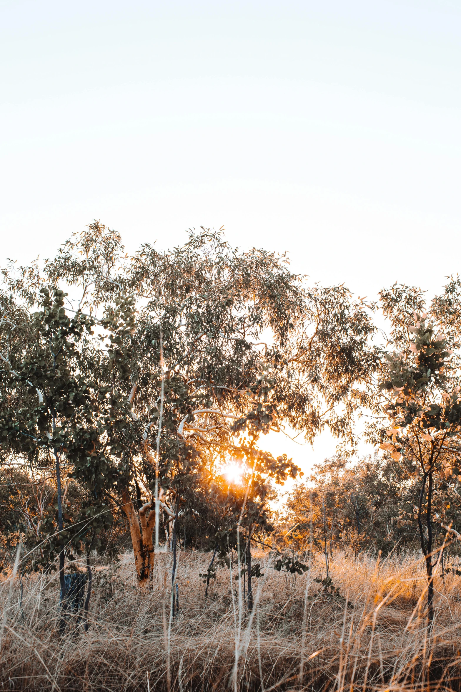 a giraffe standing on top of a lush green field, a picture, by Lee Loughridge, trending on unsplash, australian tonalism, sun rays through the trees, sunset panorama, dry trees, hay