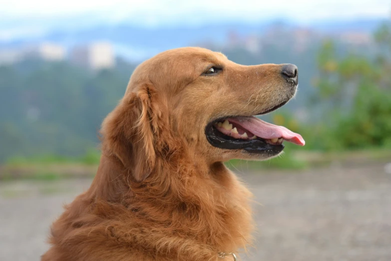 a close up of a dog with its tongue out, pexels contest winner, golden retriever, king of the hill, today\'s featured photograph 4k, profile shot