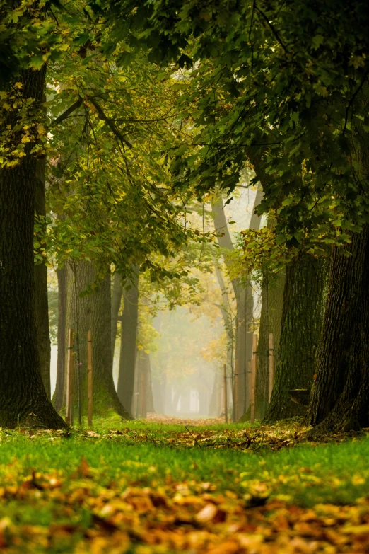 a forest filled with lots of trees covered in leaves, by Eglon van der Neer, misty alleyways, park landscape, a long-shot, autum