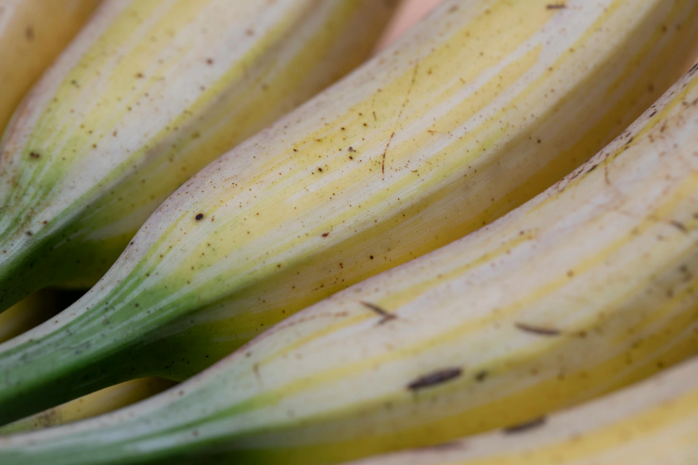 a close up of a bunch of bananas, a macro photograph, by David Simpson, unsplash, renaissance, hymenocallis coronaria, rectangle, gourds, detailed white