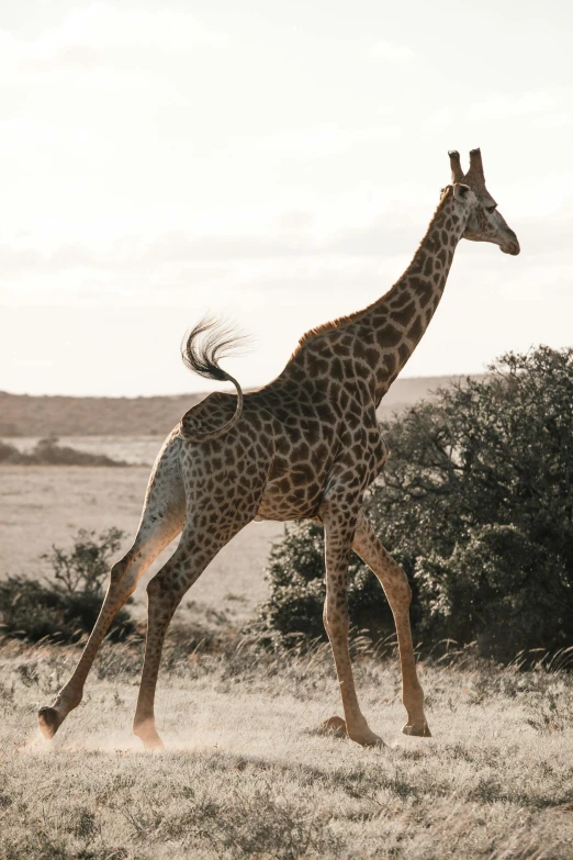 a giraffe running across a dry grass field, a picture, pexels contest winner, arabesque, trending on vsco, somalia, very tall, waving