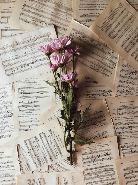 a bunch of sheet music sitting on top of a table, by Lucia Peka, trending on pexels, romanticism, patchy flowers, 15081959 21121991 01012000 4k, beautiful iphone wallpaper, portrait of small