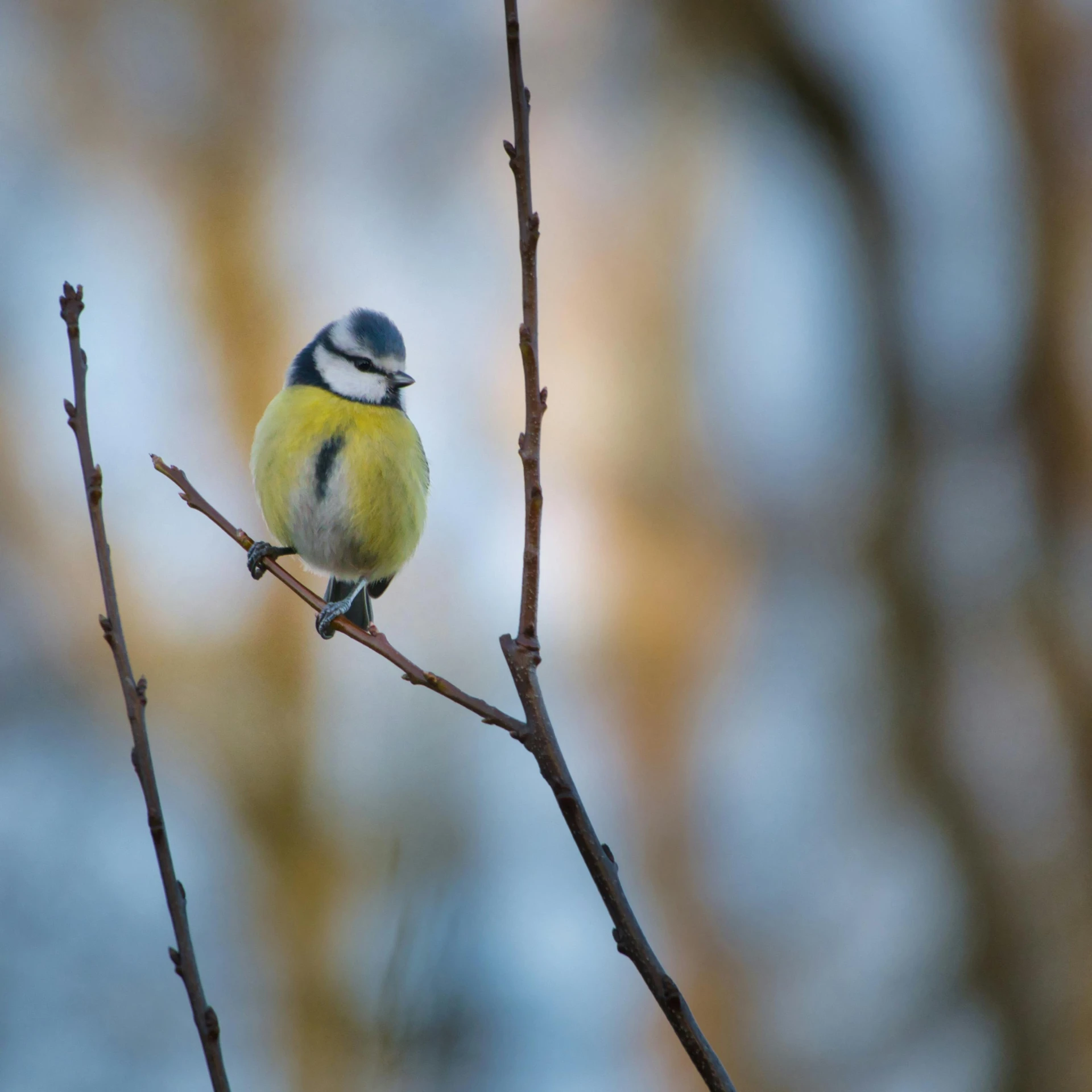 a small bird sitting on top of a tree branch, pexels, baroque, some yellow and blue, winter vibrancy, high-resolution, various posed