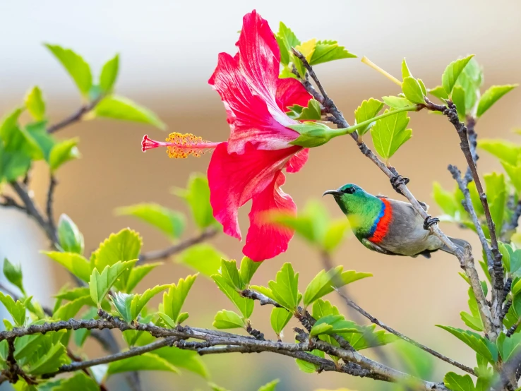 a bird sitting on top of a tree branch next to a flower, pexels contest winner, hurufiyya, green and red, hibiscus, oman, youtube thumbnail