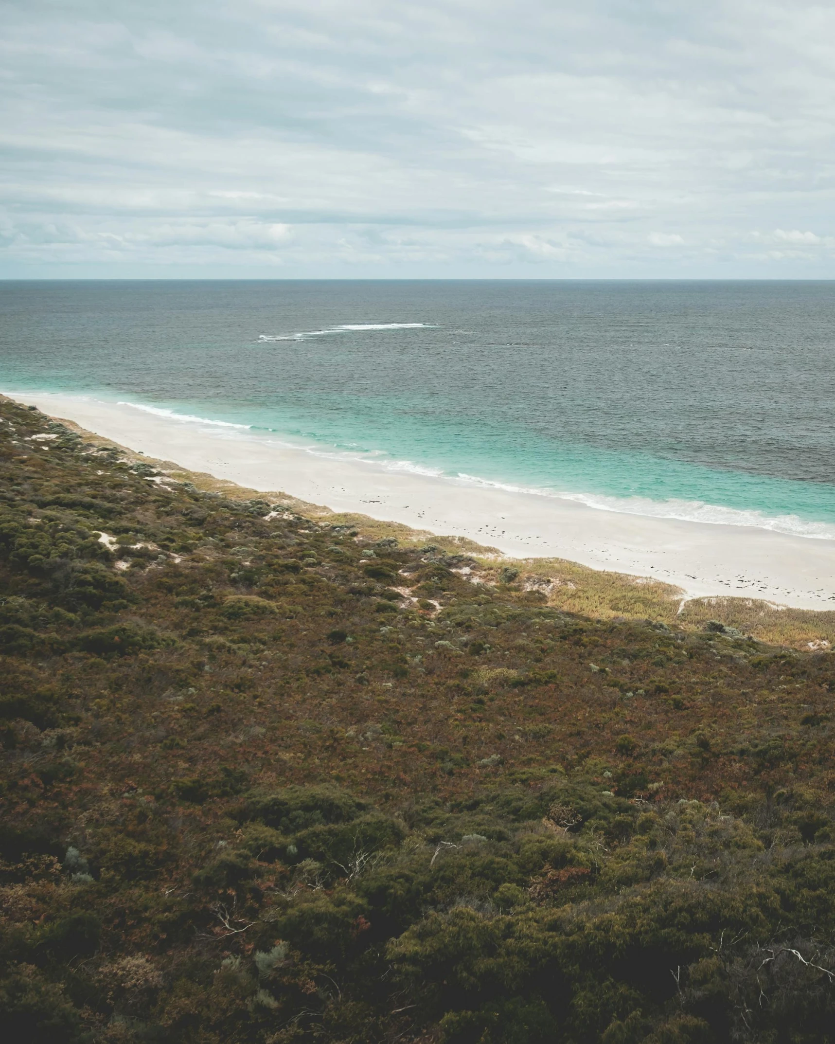 a view of a beach from the top of a hill, white sand, flatlay, “ iron bark, vibrantly lush